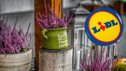Roślina, którą kochają Polacy, wraca do Lidla!