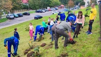 Grupa dzieci i dorosłych sadzi młode drzewka na trawiastym wzniesieniu w pobliżu ulicy i zaparkowanych samochodów, część osób pracuje w niebieskich kombinezonach ochronnych, a reszta przygląda się lub czeka na swoją kolej.