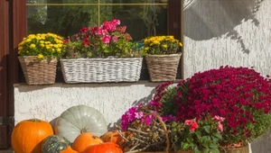 Twój balkon w ogniu jesiennych kolorów. Te kwiaty musisz mieć