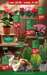 Пропозиція вихідного дня! - Aldi