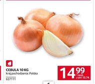 Цибуля