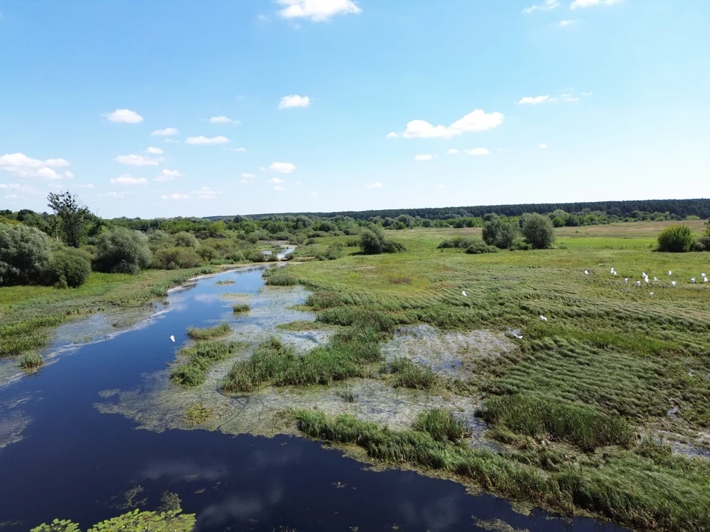 Rozległe tereny podmokłe z wijącą się rzeką, otoczoną zieloną roślinnością i krzewami, w oddali liczne białe ptaki na łące oraz linia lasu na horyzoncie pod błękitnym niebem z chmurami.