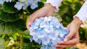 Najlepsza pora na suszenie hortensji. Kwiaty będą jak z żurnala