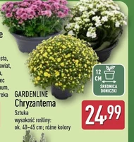Chryzantema Gardenline