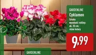 Cyklamen Gardenline