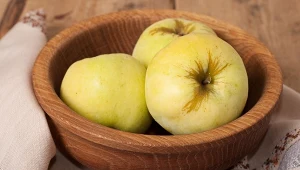 Mają więcej antyoksydantów niż inne odmiany. Zdrowe, polskie jabłka 