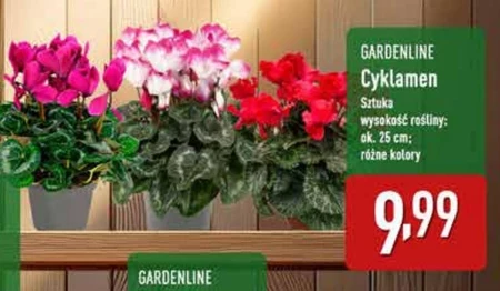 Cyklamen Gardenline