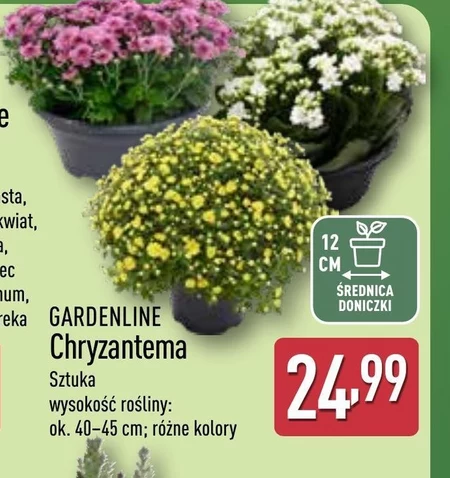 Chryzantema Gardenline