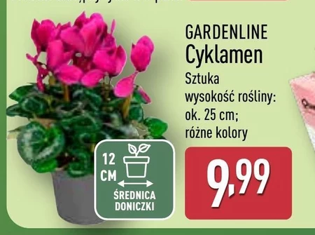 Cyklamen Gardenline