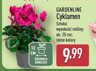 Cyklamen Gardenline