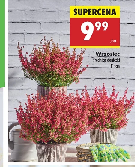 Wrzosiec