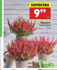 Wrzosiec