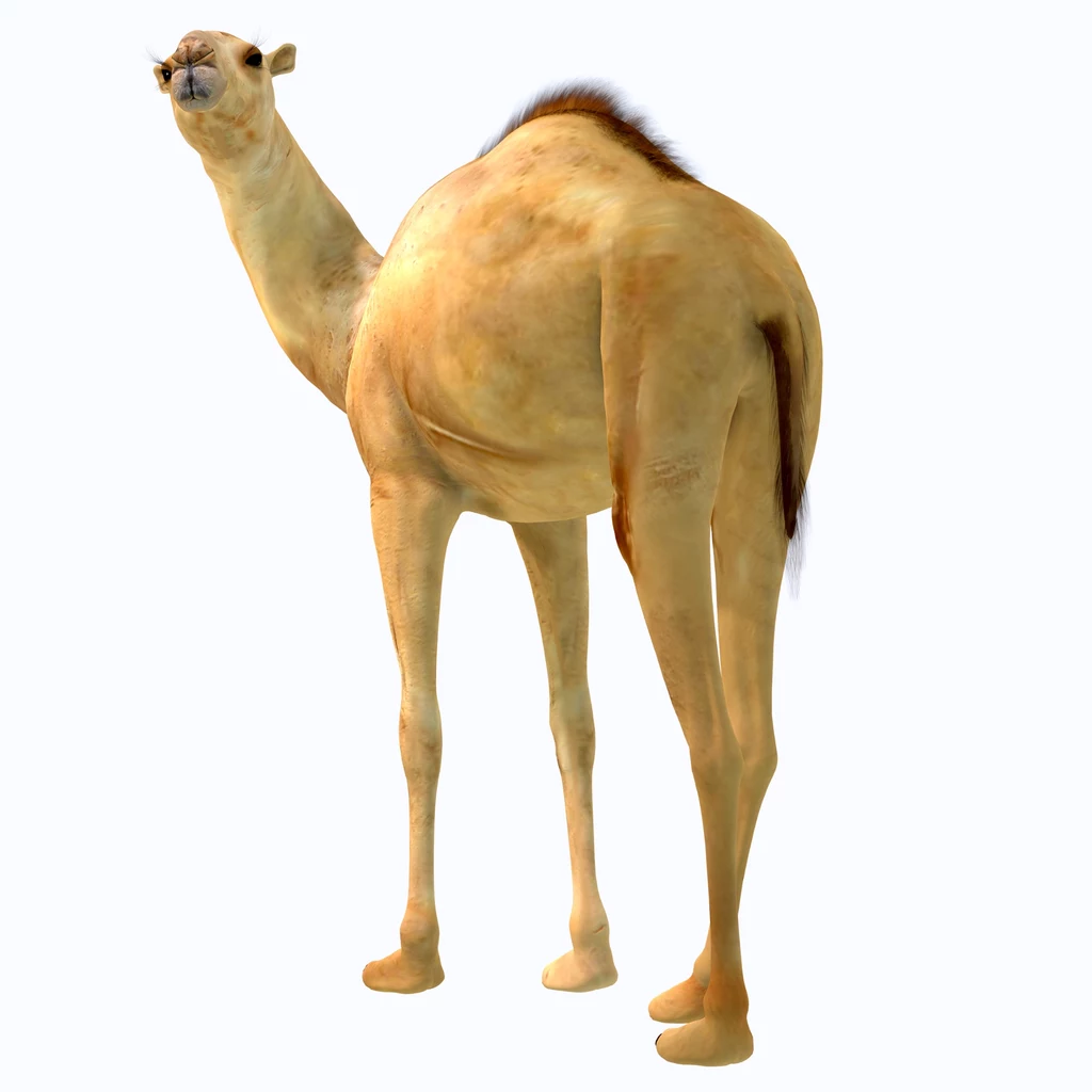Ogromny wielbłąd Camelops hesternus żył w plejstocenie Ameryki Północnej Wielbłąd stojący na jasnym tle, widoczny z tyłu, z lekko odwróconą głową, prezentuje charakterystyczny, garbaty grzbiet oraz jasnobeżowe umaszczenie.