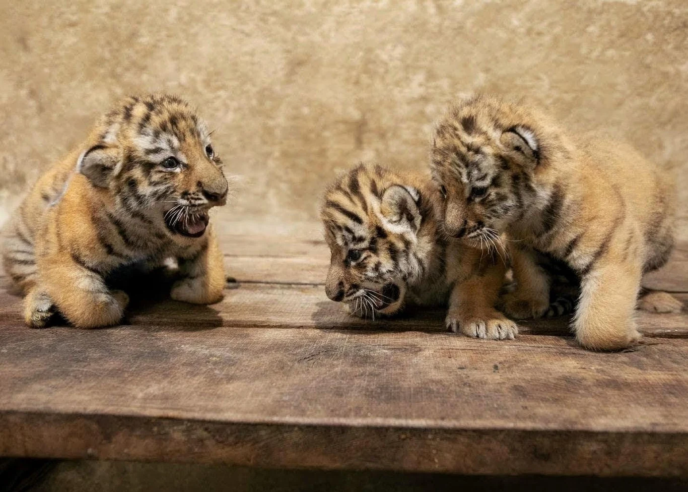 W zoo w Opolu urodziły się trzy tygrysice amurskie Trzy młode tygrysy siedzą na drewnianej powierzchni, dwa z nich wyglądają na zaciekawione sobą, a jedno patrzy z otwartą paszczą, jakby warczało lub próbowało się komunikować. Futro kociąt jest puszyste, a ich wzrok skupiony na sobie nawzajem.