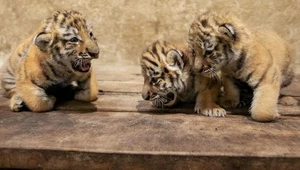 Polskie zoo przekazało radosne wieści. "Witamy trzy małe królowe"