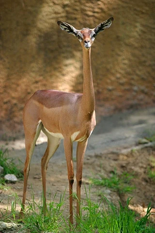 Gerenuk stojący na tle naturalnego środowiska, smukłe ciało, długie nogi i charakterystycznie wydłużona szyja, głowa zwrócona w stronę obiektywu, wokół niska trawa i niewielkie skały.
