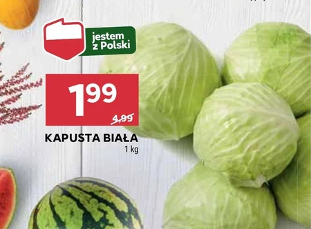 Kapusta biała Polski