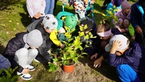 Grupa małych dzieci wspólnie sadzi roślinę w ziemi, trzymając doniczkę i otaczając ją dłońmi, wokół zielona trawa i słoneczna pogoda.