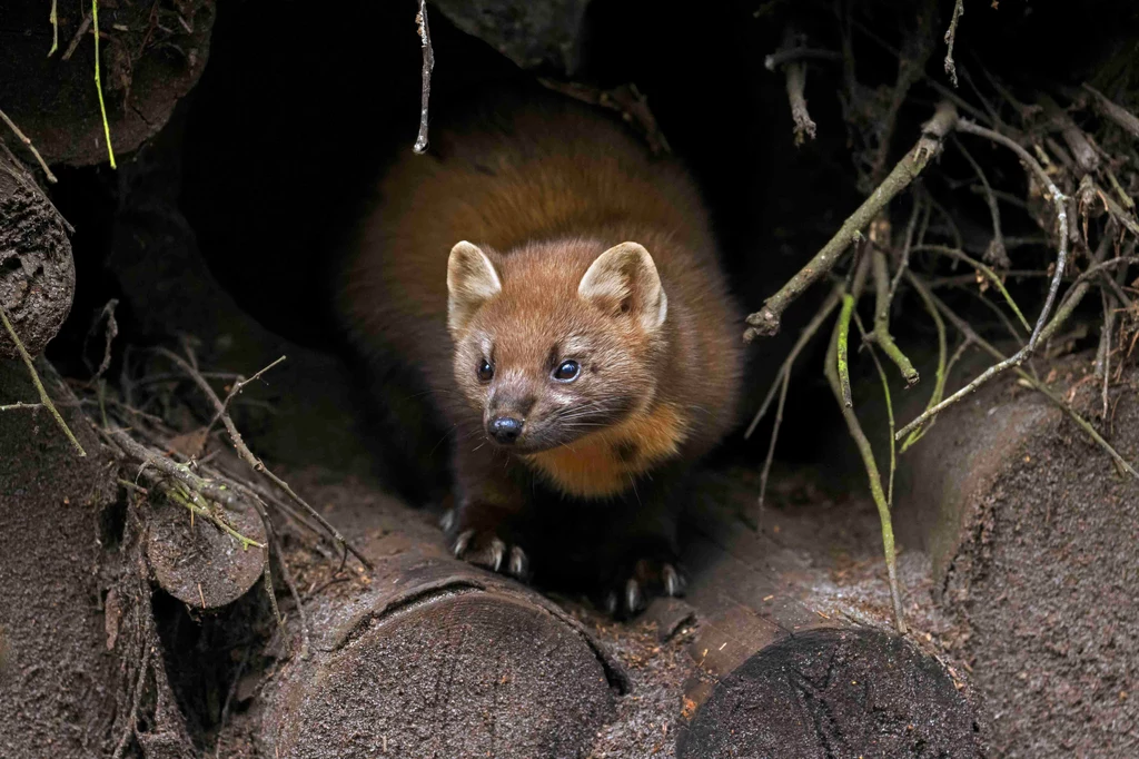 Kuna leśna wychyla się z ciemnego otworu wśród sterty drewna, z uszami skierowanymi do przodu i czujnym spojrzeniem, otoczona naturalnym środowiskiem lasu, gałązkami oraz korą drzew.