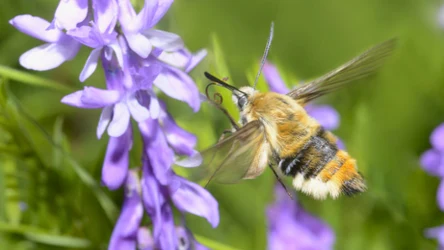 Przyroda uwielbia zaskakiwać. Pewien owad o przezroczystych skrzydłach i zadziwiającym sposobie lotu jest tu świetnym przykładem.