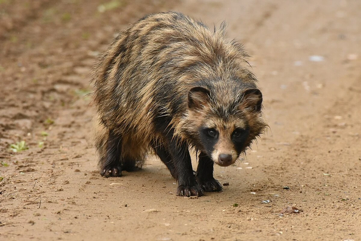 Jenot o gęstej, pręgowanej sierści idący po leśnej, piaszczystej drodze, skierowany pyskiem do przodu.