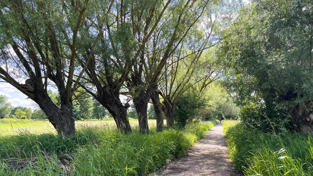 Żółty szlak aleją wierzbową prowadzi do drewnianej wieży widokowej nad rozlewiskiem Nidy Szeroka, wiejska ścieżka otoczona wysoką trawą i rzędem dorodnych wierzb, przez koronę drzew przeświecają promienie słońca, w tle rozciągają się zielone łąki.