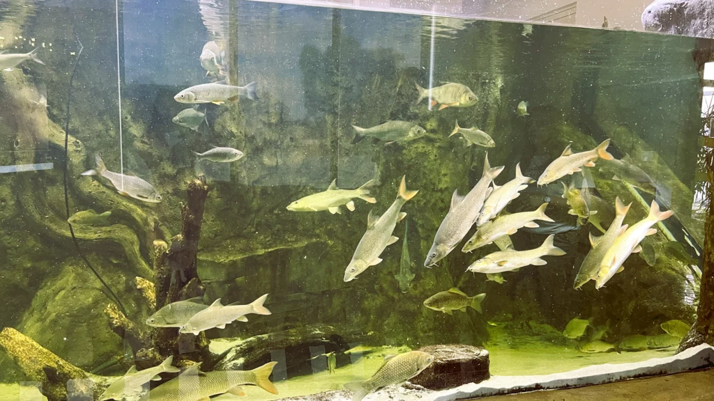 Jedną z głównych atrakcji ośrodka w Umianowicach jest Nidarium, czyli ogromne akwarium, w którym żyją ryby występujące w Nidzie Kilka ryb różnych gatunków pływających w dużym akwarium z naturalnym podłożem, korzeniami drzew i zielonymi glonami na ścianach zbiornika.