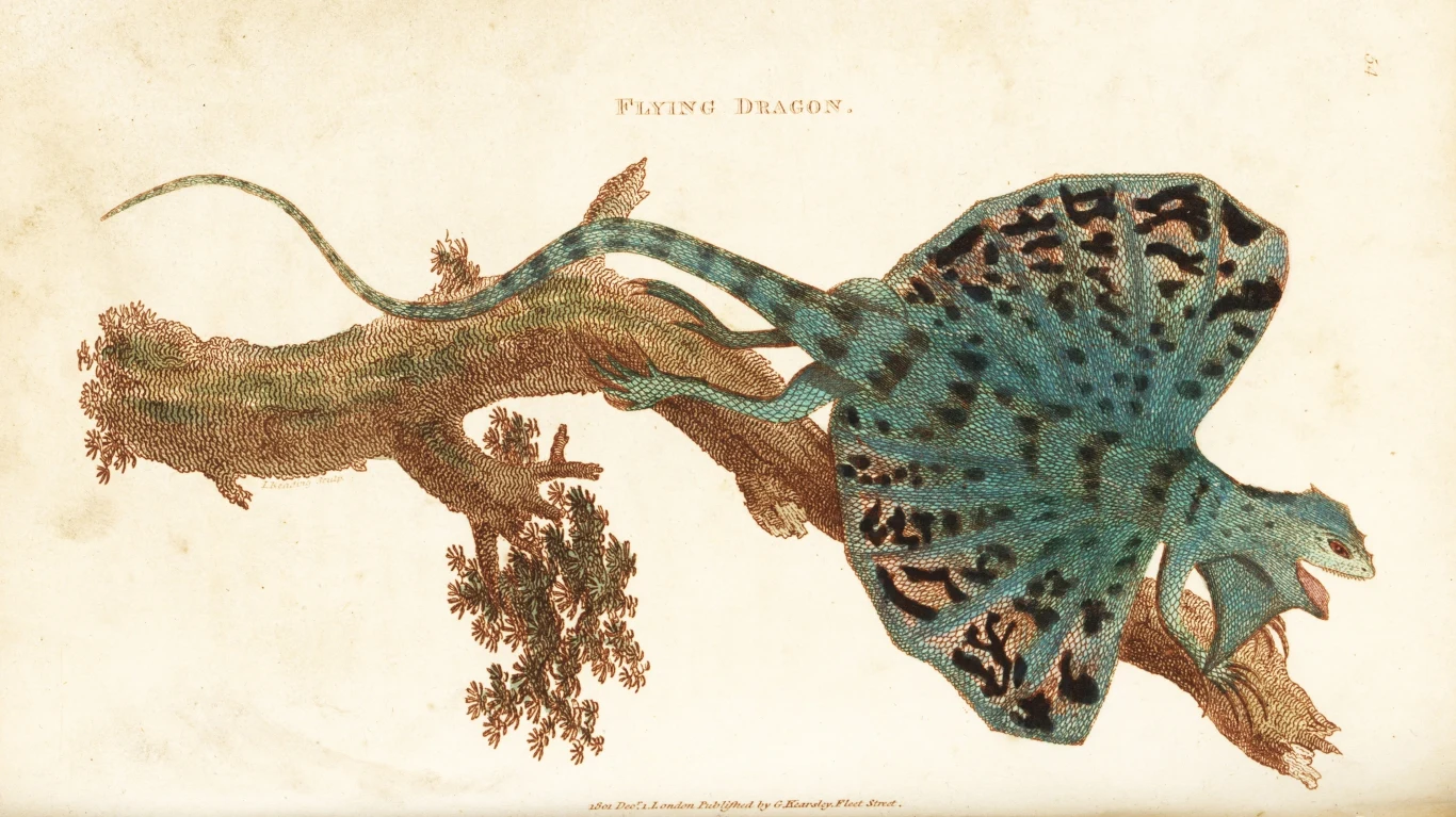 Ilustracja smoka latającego z 1801 r. Te jaszczurki szybują na błonie między żebrami Kolorowa ilustracja przedstawiająca jaszczurkę z szeroką, rozpostartą błoną przypominającą skrzydła, siedzącą na gałęzi, z ogonem wyciągniętym w bok. Tło jasne i neutralne, całość przypomina ilustrację naukową.