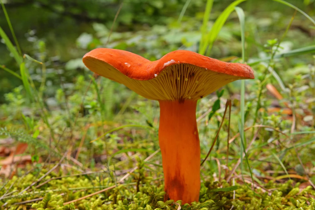 Dojrzałe egzemplarze mają charakterystyczną barwę Duży pomarańczowy grzyb rosnący na zielonym mchu w lesie, otoczony trawą i inną roślinnością, widoczne szczegóły blaszek pod kapeluszem.