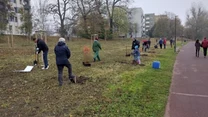 Grupa ludzi sadząca drzewa na zielonym terenie w przestrzeni miejskiej, z widocznymi blokami mieszkalnymi w tle oraz kilkoma przechodniami spacerującymi po asfaltowej ścieżce.