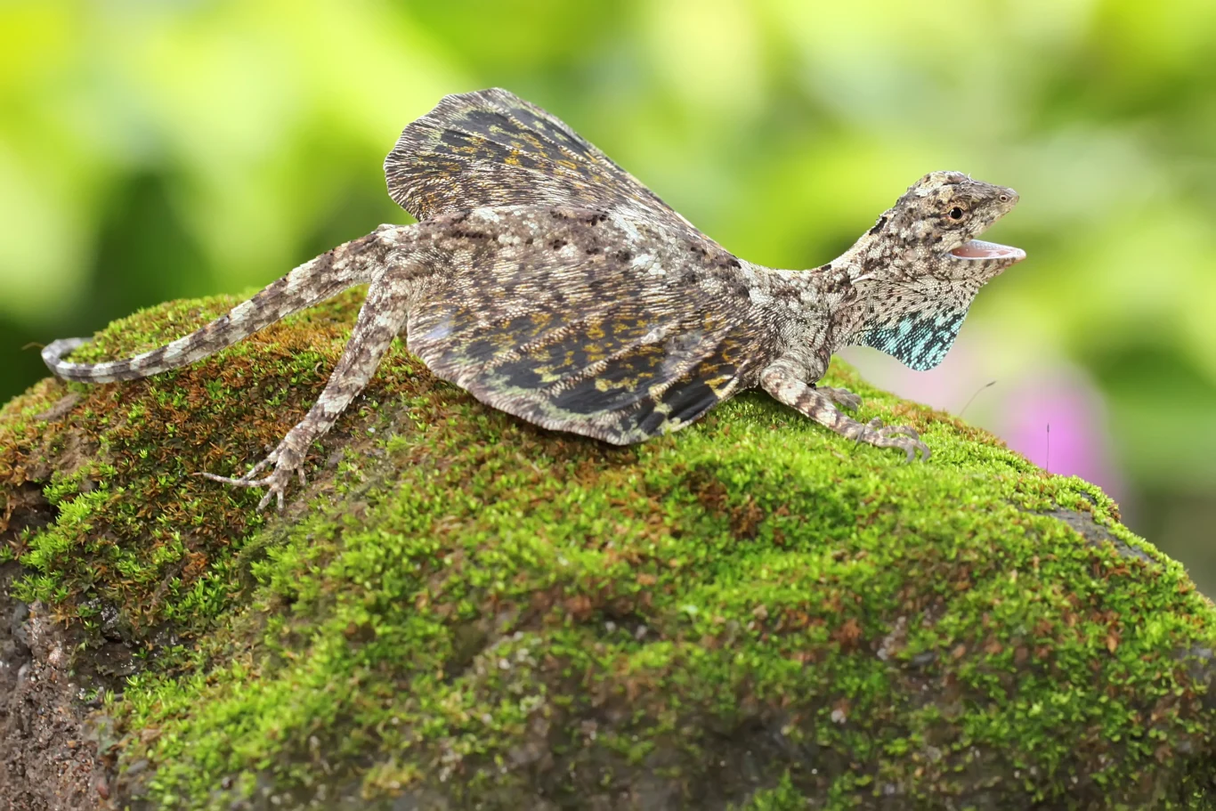 Latający smok Draco volans Jaszczurka draco z rozpostartymi bocznymi fałdami skóry siedzi na pokrytym mchem kamieniu, widoczne naturalne barwy kamuflujące i zielone rozmyte tło.