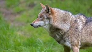 Wydano pozwolenie na odstrzał trzech wilków w gminie Komańcza