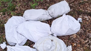 Leżały w samym środku lasu. Leśnicy natknęli się na 8 tajemniczych paczek