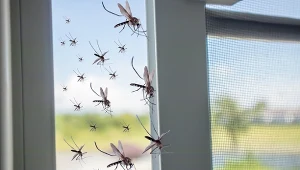 Komary jeszcze nie odpuszczają. Rozsyp to na parapecie, a nie wlecą do domu