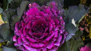 Posadź tę roślinę zamiast wrzosów. Będziesz cieszyć się kolorami aż do grudnia