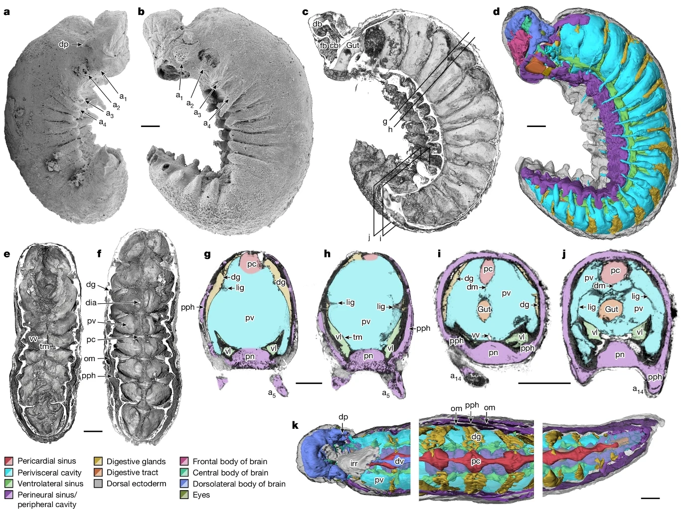 Anatomiczne przekroje segmentowanego bezkręgowca z wyraźnie zaznaczonymi elementami układów narządów, takimi jak zatoki, układ trawienny, jamy ciała oraz barwnie wyróżnione struktury mózgu i oczu.