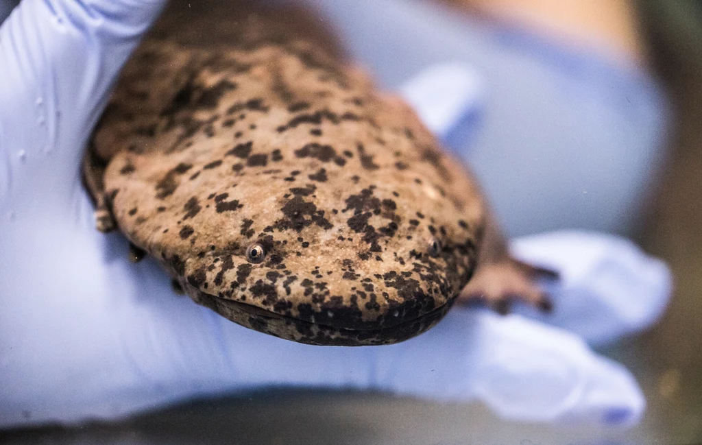 Olbrzymia salamandra chińska to jeden z największych płazów świata Olbrzymia salamandra chińska to jeden z największych płazów świata