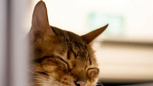 Kot miauczał w pociągu. Musiała zapłacić 470 zł kary.