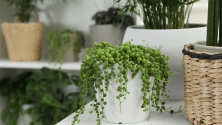 Starzec Rowleya podbił Instagram, ta roślina coraz częściej gości w domach 