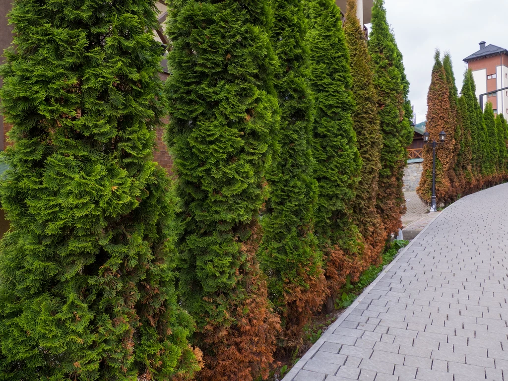 Dlaczego tuje schną od środka i jak uratować przesuszone rośliny? Dlaczego tuje schną od środka i jak uratować przesuszone rośliny?