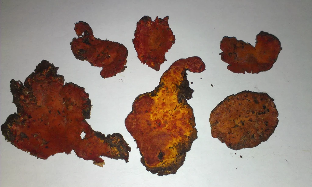 Grzyb Antrodia cinnamomea Grzyb Antrodia cinnamomea
