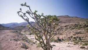 Oman inwestuje w przyszłość kadzidła. "Białe złoto" na nowo zyskuje na wartości (zdj. ilustracyjne)