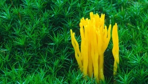 W lasach pojawił się piękny grzyb. Tylko nieliczni wiedzą, że można go jeść