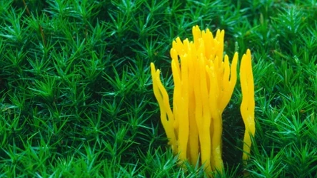 Pięknoróg największy na pierwszy przypomina wyglądem płomyczka albo element rady koralowej