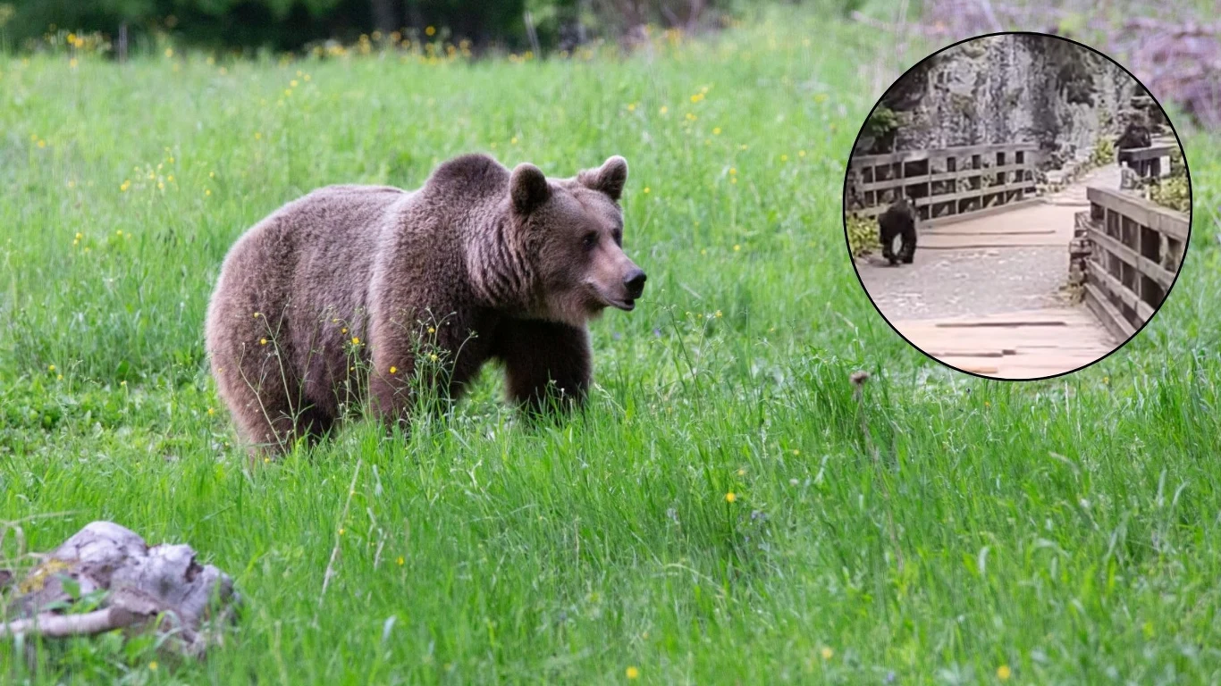 Dolina Kościeliska. Niedźwiedź ruszył za turystą. Nagranie obiegło sieć Niedźwiedź brunatny spacerujący po zielonej łące, w tle widoczne drzewa, w okrągłym powiększeniu scena z niedźwiedziem idącym po drewnianym mostku.