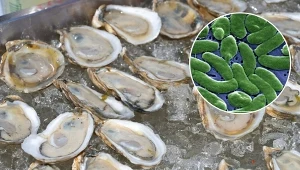 Kolejne dwie osoby zmarły po zjedzeniu ostryg zakażonych groźną bakterią