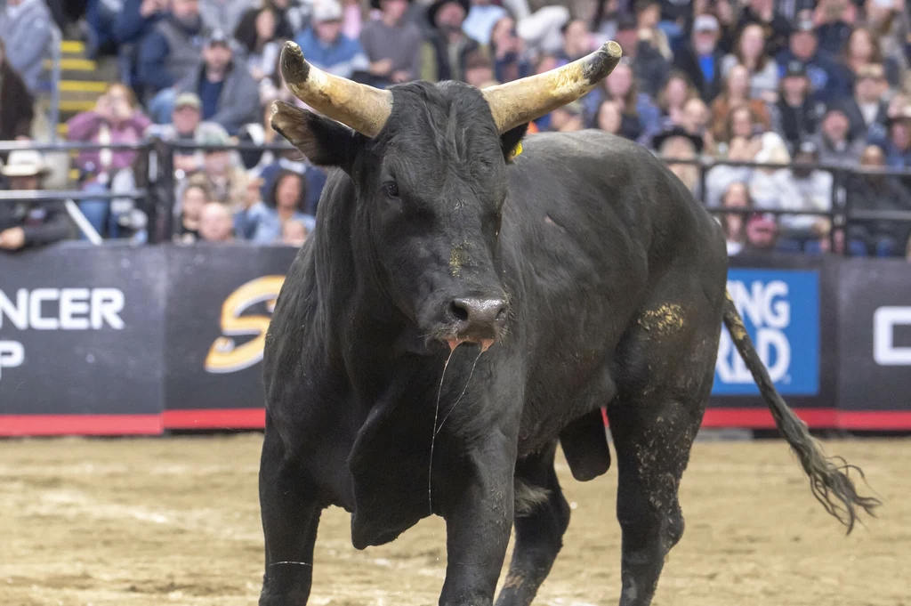Pierwsze rodeo w Polsce budzi kontrowersje Byk stojący na środku areny podczas zawodów rodeo, otoczony przez ludzi siedzących na trybunach w tle, zwierzę wygląda na napięte i gotowe do ruchu, a jego ślina spływa z pyska