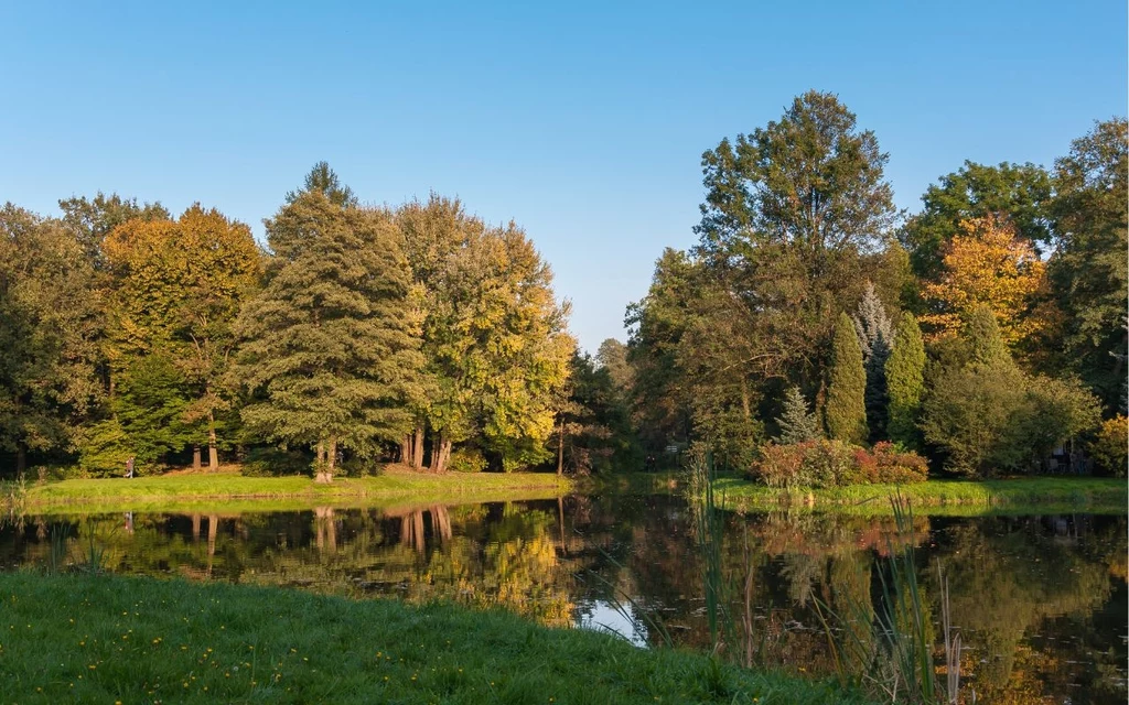 Park w Pszczynie jest uwielbiany przez piechurów Jezioro odbijające w wodzie gęsty las liściasty, zielone i żółtawe drzewa w pełni lata, na pierwszym planie trawiasta łąka, spokojna i bezchmurna pogoda tworzy sielankową atmosferę.