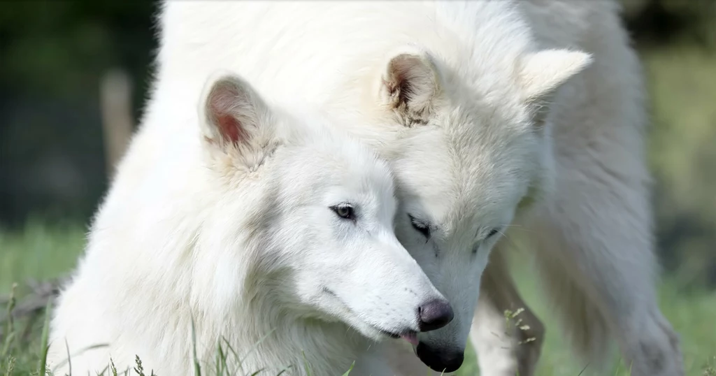 Remus i Romulus - dwa wilki straszliwe odtworzone przez Colossal Biosciences