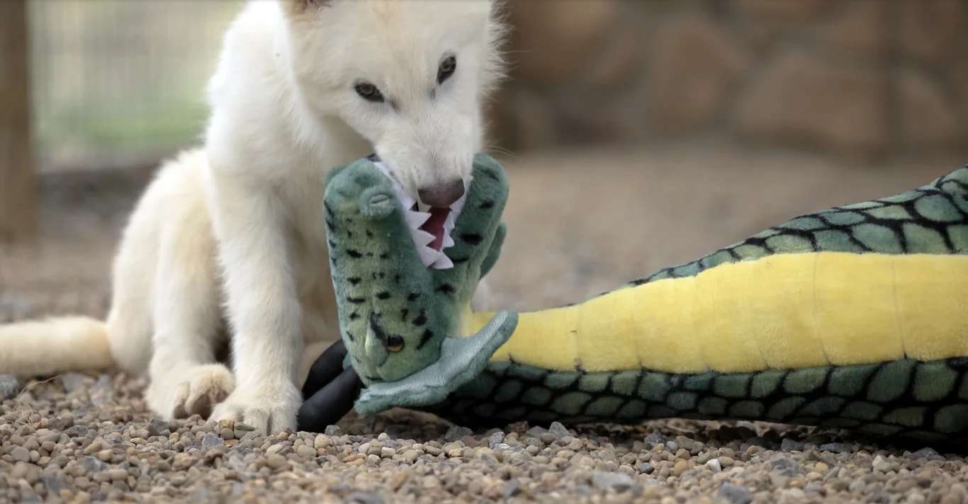 Biały szczeniak bawi się pluszową zabawką w kształcie zielonego krokodyla na żwirowym podłożu.